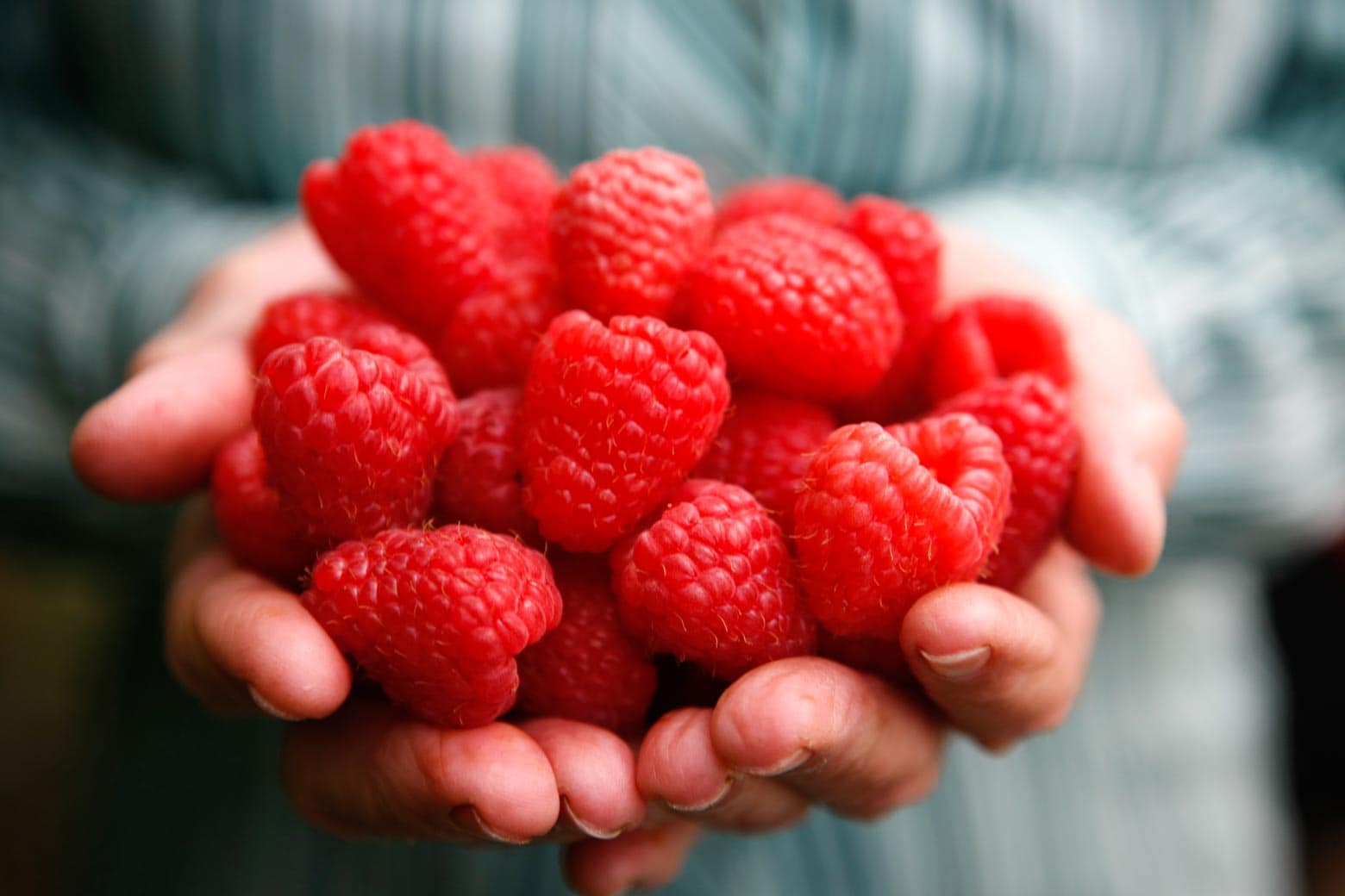 Taste the Christmas Hills Raspberry Farm Cafe on your Lap of Tasmania road trip