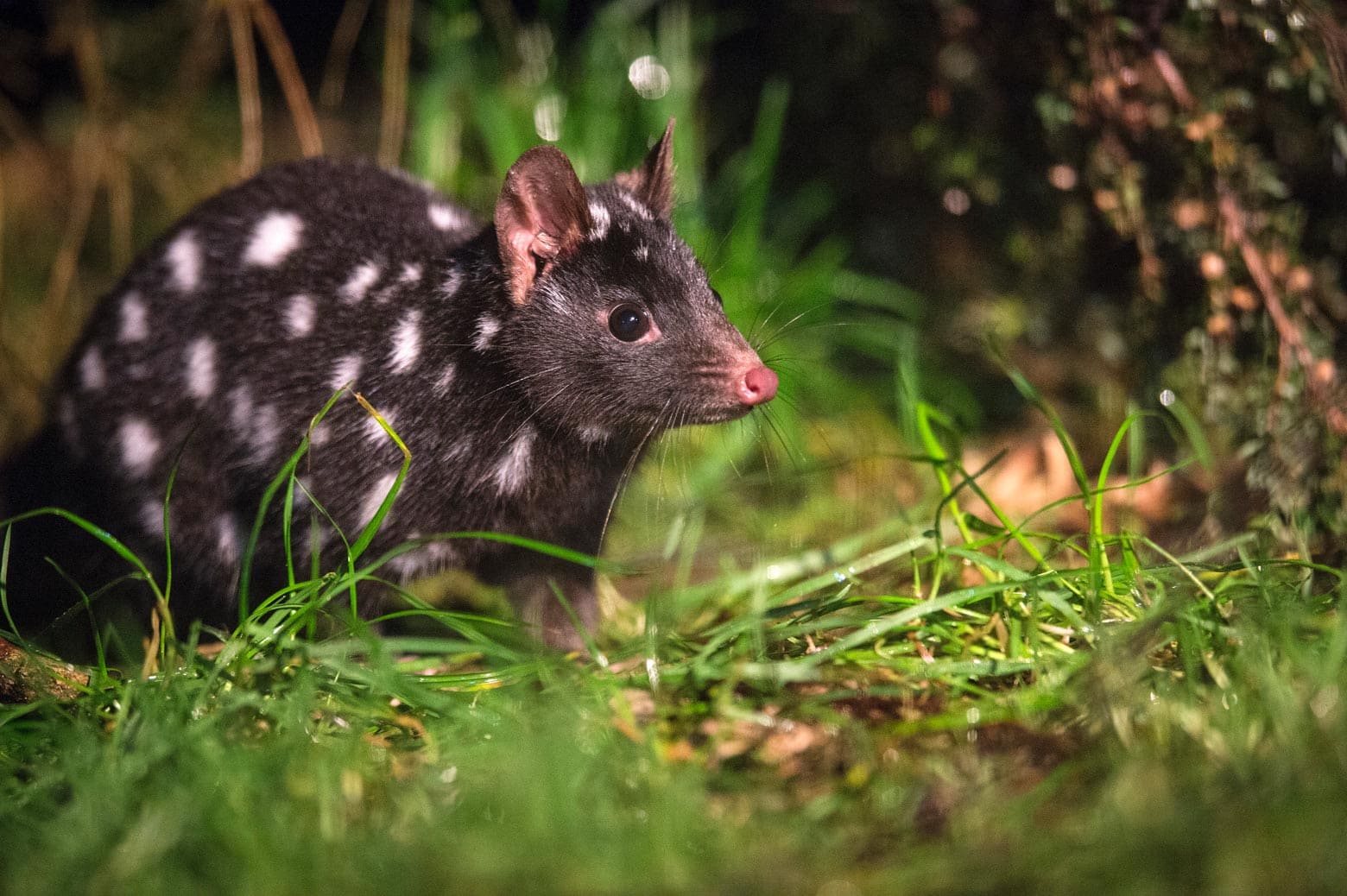 Spotted tail quoll on yourLap of Tasmania road trip