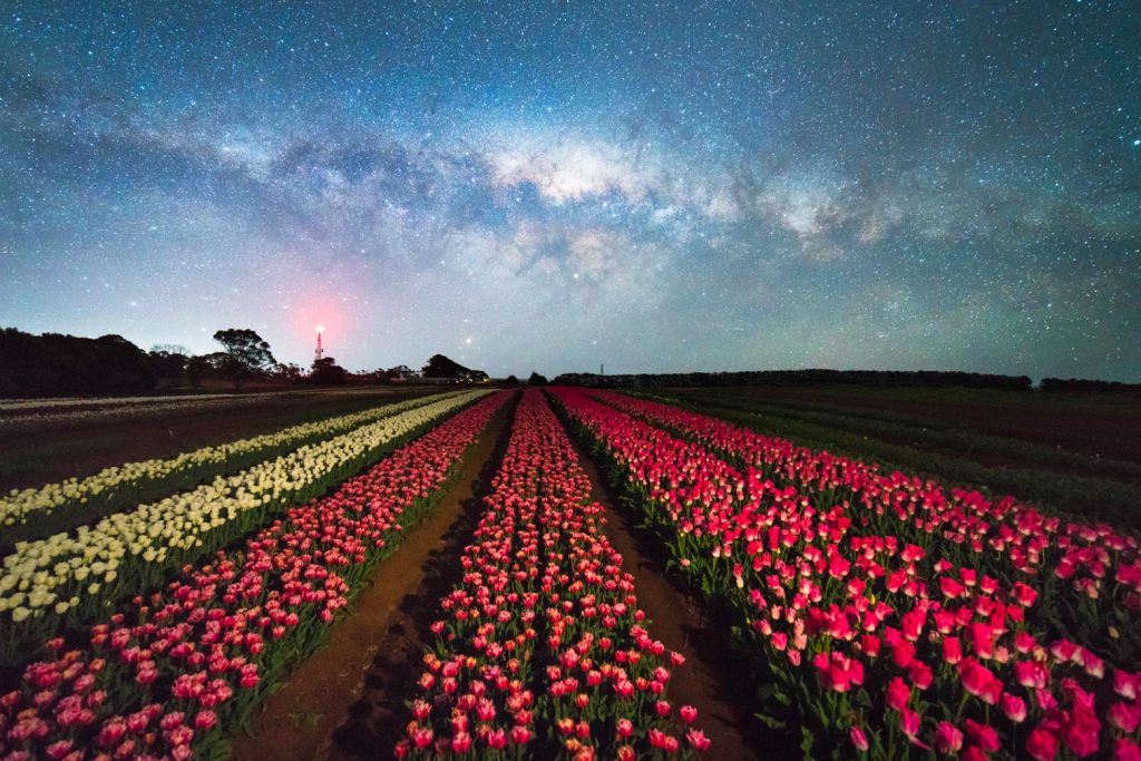 Tulips in Tasmania Complete Guide (PLUS the best Tasmania tulip festival)