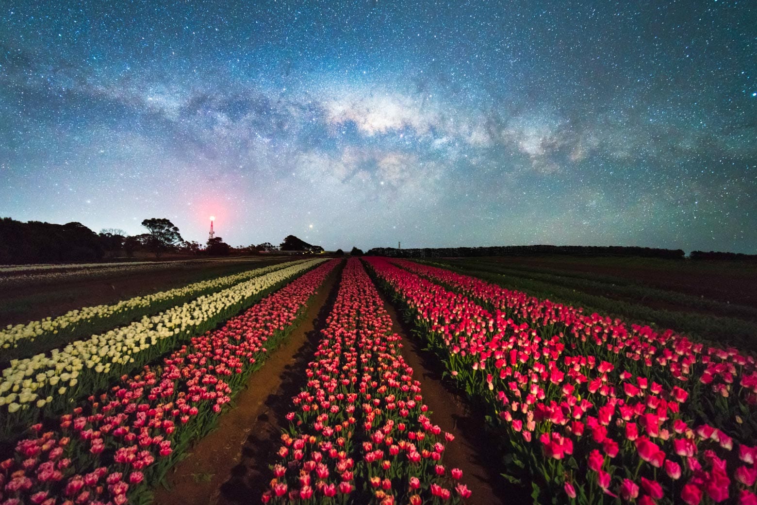 Tulips in Tasmania Where and when to go (PLUS the best Tasmania tulip