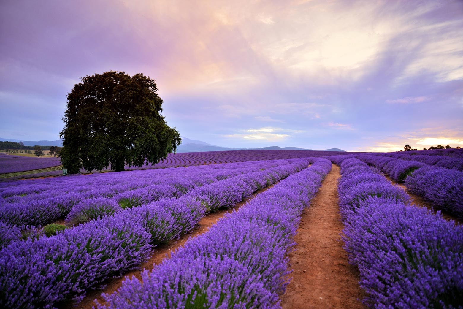 Bridestowe Lavender Estate - Tasmania Road Trip