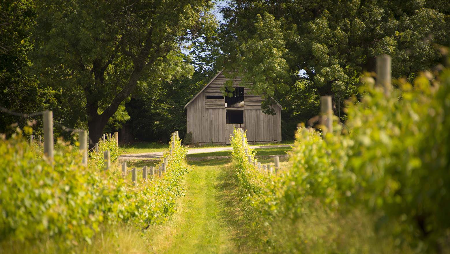 Holm Oak Vineyards