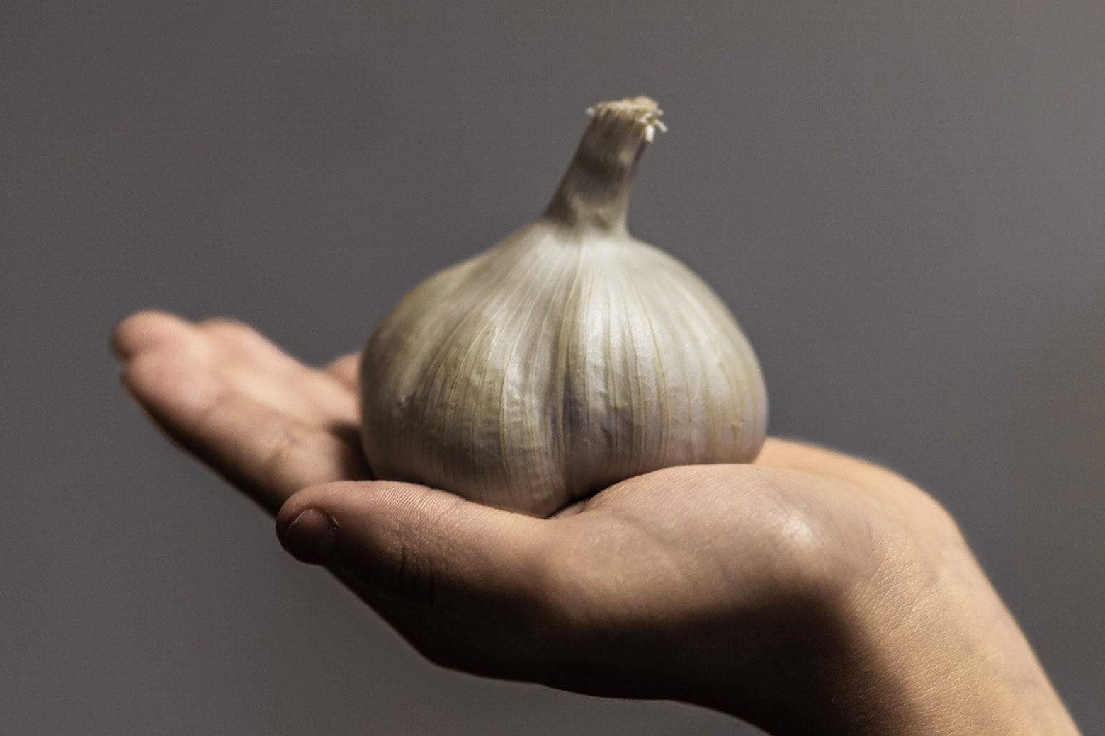 Koonya Garlic Festival
