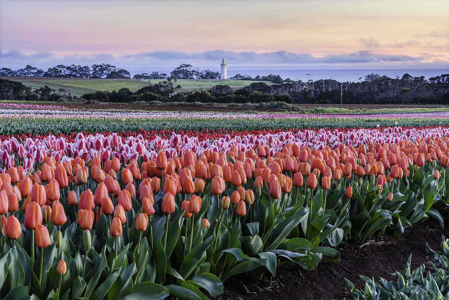 Tulips in Tasmania Where and when to go (PLUS the best Tasmania tulip