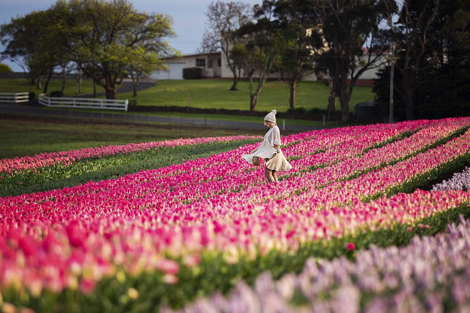 Tulips in Tasmania Complete Guide (PLUS the best Tasmania tulip festival)