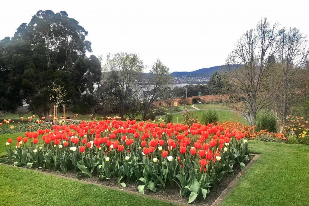 Tulips in Tasmania Where and when to go (PLUS the best Tasmania tulip