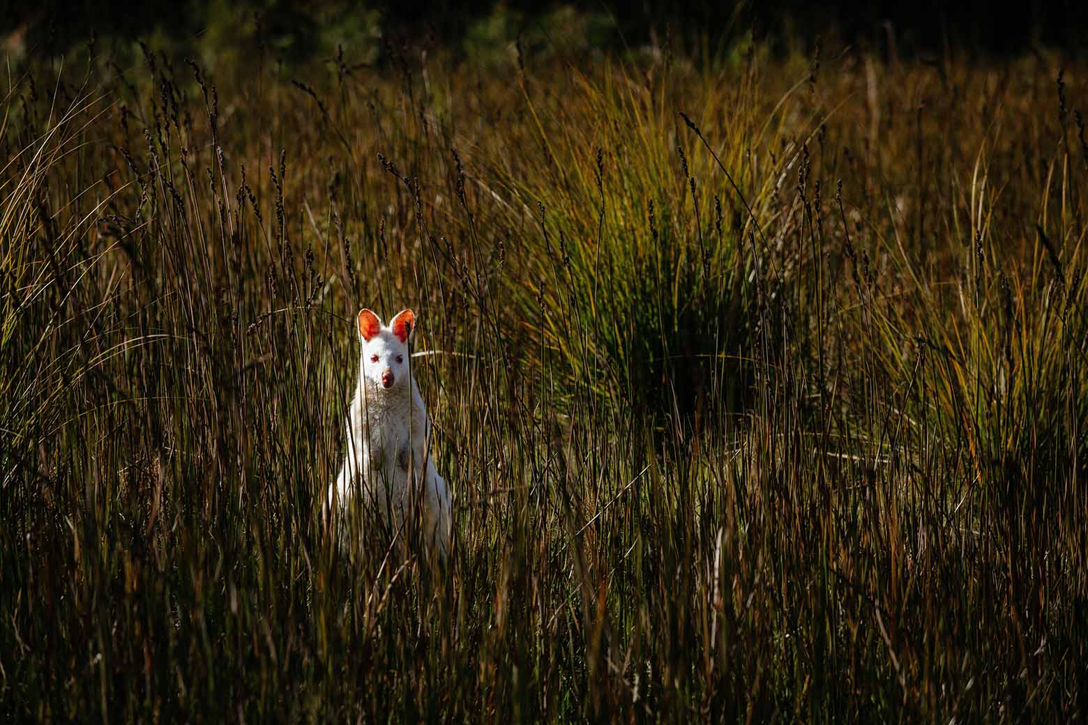 See rare white wallabies on Bruny Island Tours from Hobart