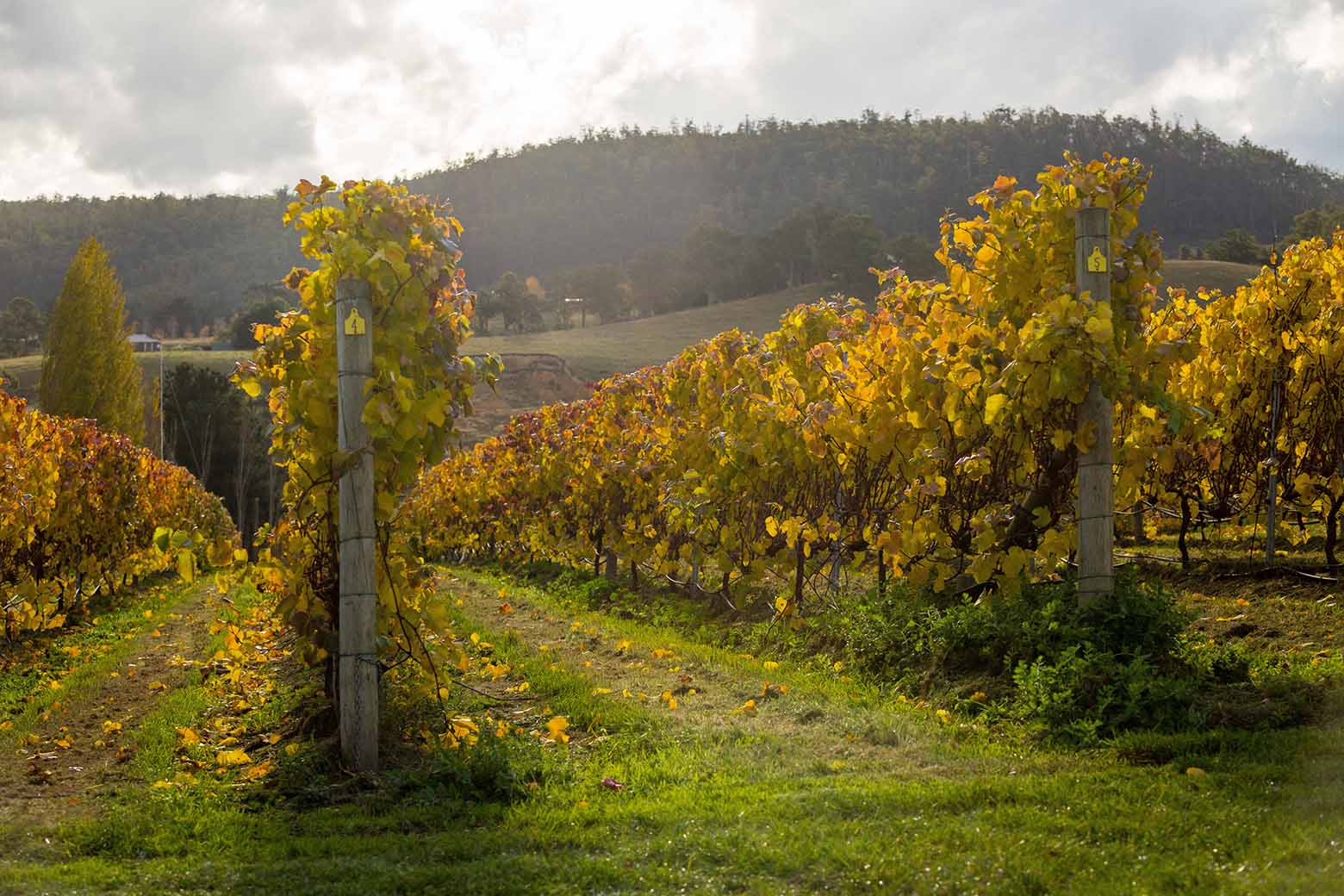 winery tours hobart tasmania