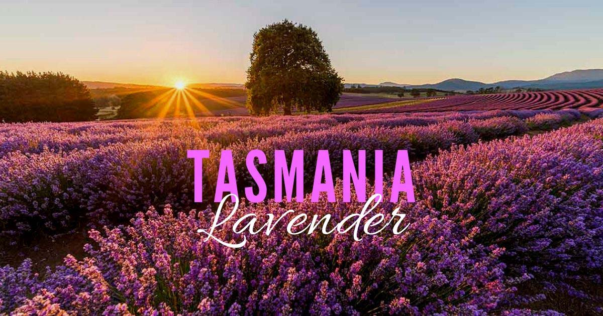 Lavender Fields in Tasmania When to go and how to get there