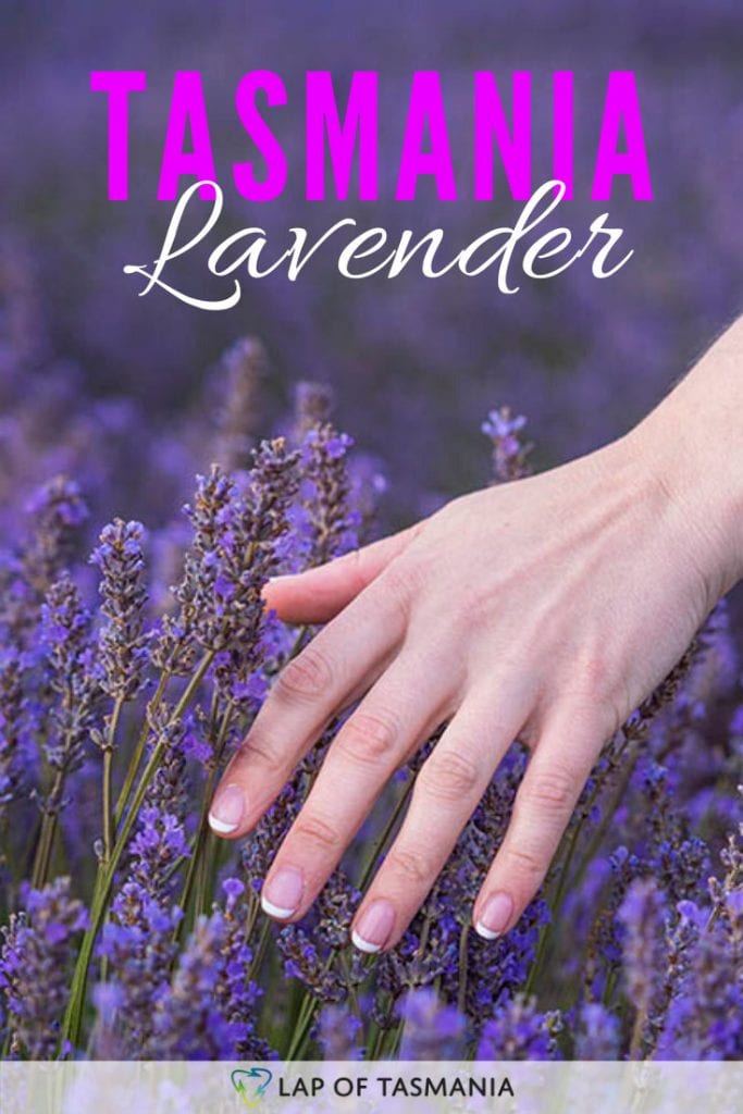 Tasmania Lavender Fields