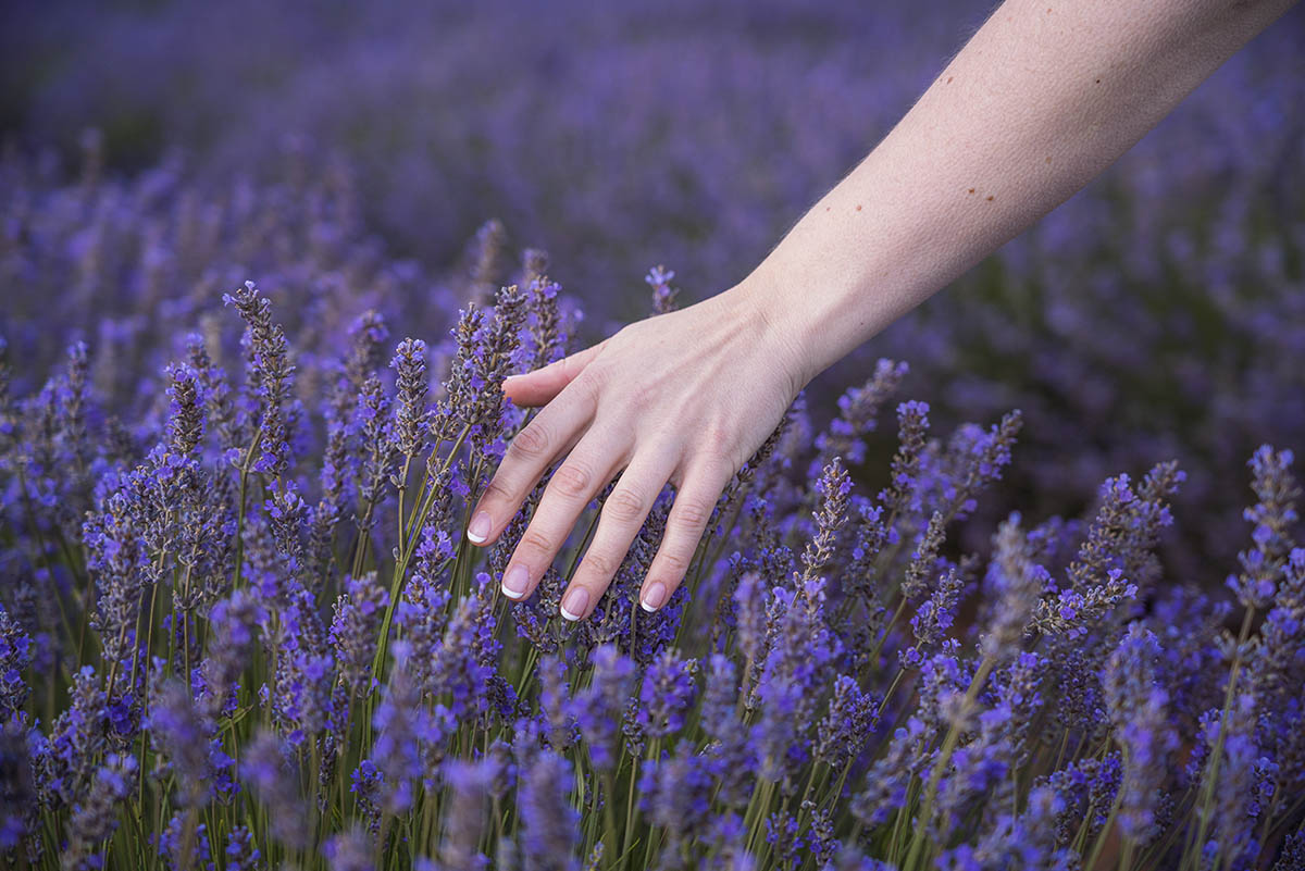 Lavender Fields In Tasmania When To Go And How To Get There