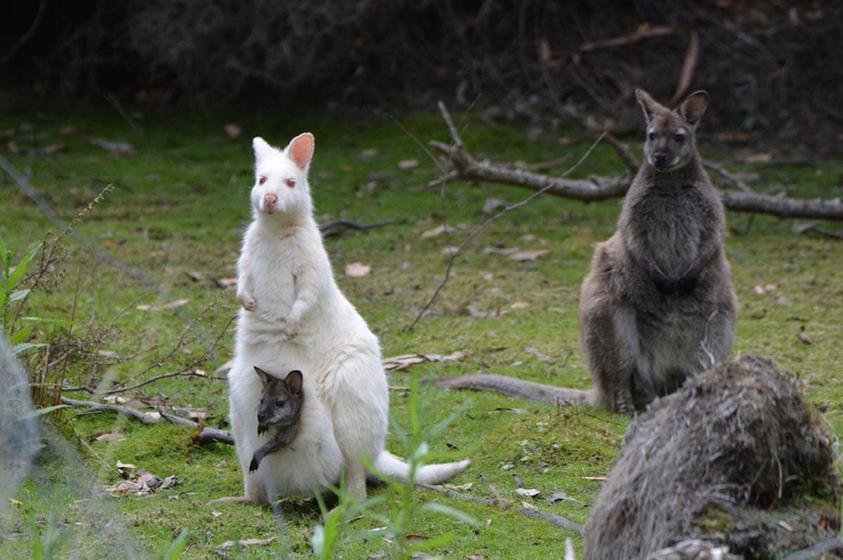 Spot a white wallaby while exploring Bruny | Photo: Tassie Tours