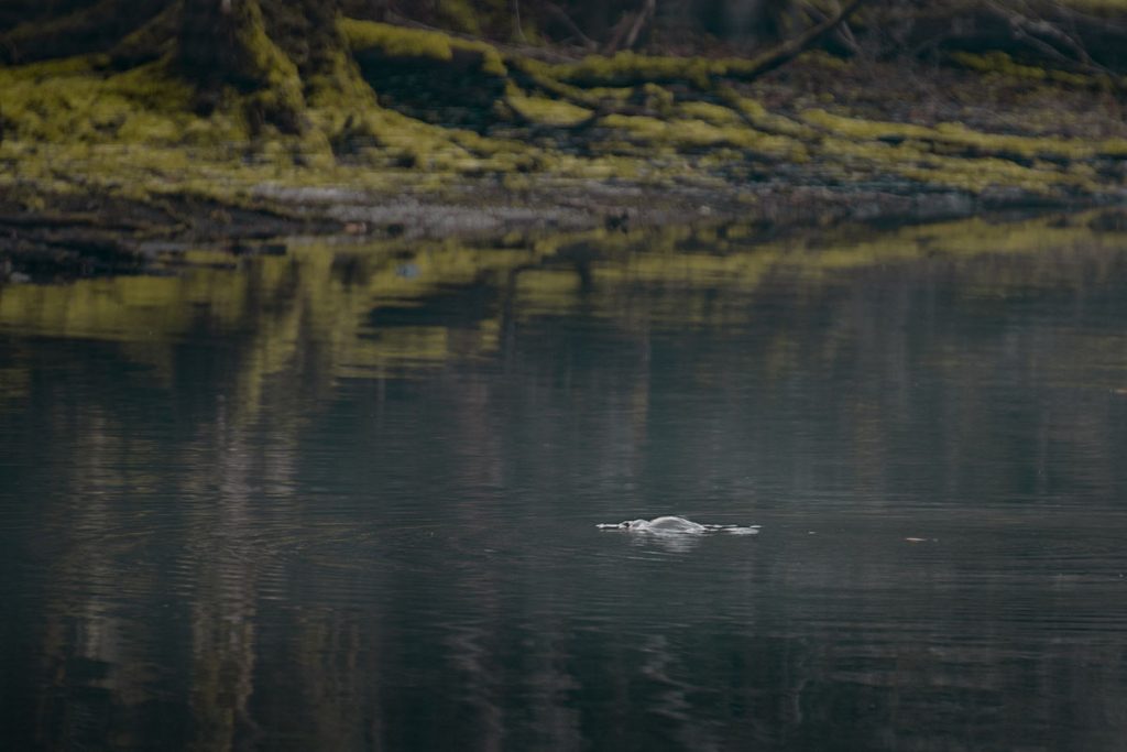 Platypus in Tasmania - Lake Chisholm