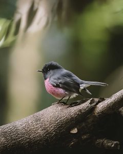 Pink Robin