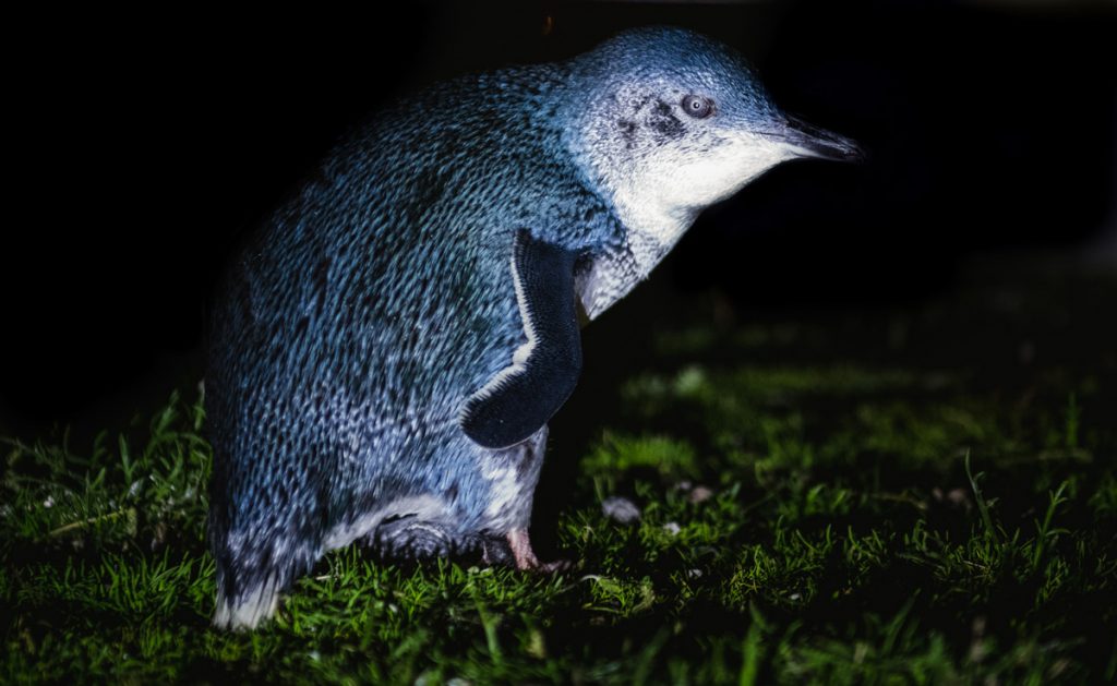 Where to See Penguins in Tasmania