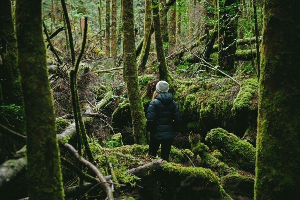 Tasmania Itinerary 21 Days - Tasmania's Best Bed and Breakfast Trail - Franklin Nature Trail