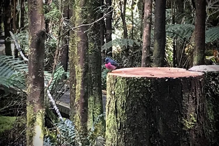 Pink Breasted Robin - Mt Field NP