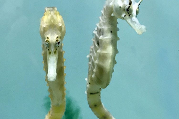 Seahorse World